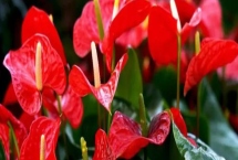 紅掌不開花的原因，光照不足或肥料不足均會導(dǎo)致