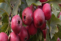 山西澤州的特產(chǎn)，以盛產(chǎn)山楂聞名全國(guó)