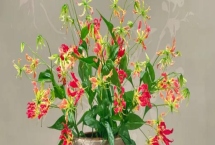 嘉蘭的花語，花語是榮光