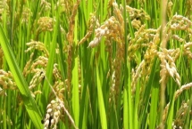 長兩優(yōu)莉珍水稻種簡介，一般4月中下旬至5月上旬播種