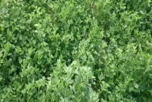 苜蓿種植管理技術(shù)，種植過程中要注意做好追肥工作