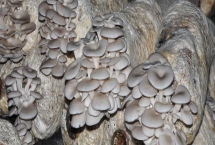 平菇如何種植才能豐產(chǎn)，關(guān)鍵是要選對(duì)優(yōu)質(zhì)高產(chǎn)的品種