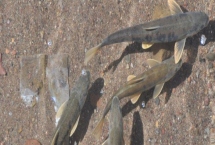 富貴斑的主要產(chǎn)地，主產(chǎn)于歐洲和我國新疆額爾齊斯河水系