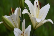 百合花的寓意，寓意百年好合、偉大的愛等
