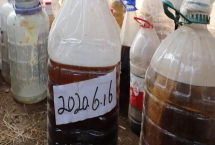 農(nóng)業(yè)酵素菌肥的制作方法，將紅糖、水果蔬菜葉兌水裝瓶即可
