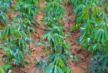 木薯植株萎蔫的癥狀，主要為害植株葉片、頸部