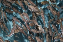 石斑魚的養(yǎng)殖技術(shù)，餌料以新鮮的小雜魚和小蝦米為主