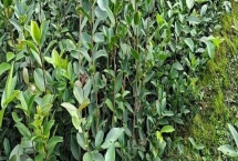 油茶苗的價(jià)格，樹苗高度、購(gòu)買數(shù)量、產(chǎn)地等決定價(jià)格
