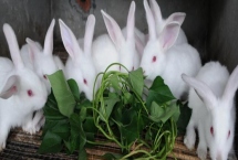 養(yǎng)殖兔子的前景，目前來看前景廣闊