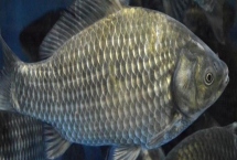 鯽魚不怕冷的原因，適溫范圍非常廣