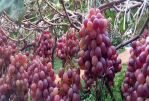 紅玫瑰葡萄有哪些優(yōu)點，產(chǎn)量高、易種植、抗病性好