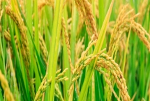 泰優(yōu)粵禾絲苗水稻種子產量表現(xiàn)，該品種株型適中