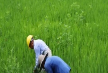 打除草劑多久再打營(yíng)養(yǎng)藥，要間隔半個(gè)月左右