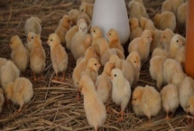 飼養(yǎng)小雞要喂什么食物，小米、青菜、小蟲均可飼喂