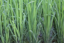 野香優(yōu)2115水稻種子產(chǎn)量特性，該品種基部葉葉鞘綠色