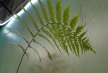 怎么養(yǎng)金絲猴蕨植物，適宜的生長(zhǎng)溫度為20-27℃