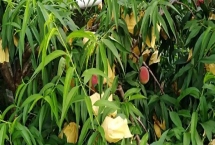 鳳橋水蜜桃的上市時間，通常為每年的6-8月份