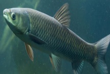 怎么在黑坑中釣青魚，用顆粒飼料打窩可起到引誘效果