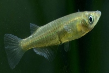 青鳉魚吃什么飼料，比較喜歡的就是動物性飼料