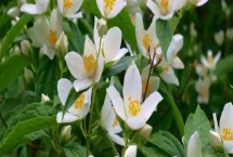 白色茉莉的花語(yǔ)，寓意喜愛(ài)之情、純潔無(wú)暇等