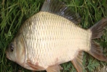 鯽魚品種有哪些，包括高背鯽、彭澤鯽等種類