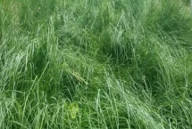 鼠茅草的產地，北美退化草原是主要分布區(qū)