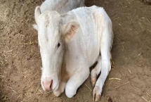 新生牛犢體溫低怎么處理，可先給其口服一些葡萄糖