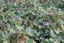 紫薯的畝產(chǎn)量和種植前景，通常為2000-5000斤左右