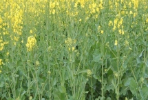 怎么給油菜施肥，脫肥時要補充氮磷肥料