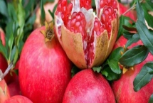 紅玉軟籽石榴的產(chǎn)地，四川攀西地區(qū)為主產(chǎn)區(qū)