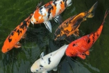 錦鯉魚(yú)吃什么食物，分為植物性飼料、動(dòng)物性飼料、合成飼料