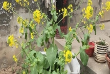 白菜會不會開花，會開出鮮黃色的花朵