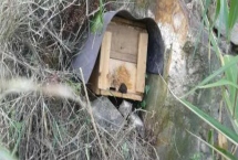 南方如何誘蜂及注意事項(xiàng)，利用蜂蠟可吸引偵查蜂