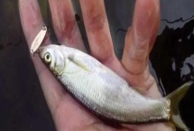 七星鉤釣白條魚如何快速上魚，在釣點處拋投線組可吸引大量魚兒