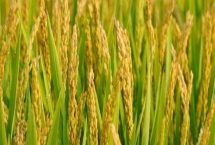 旌玉優(yōu)明珍水稻種子特征特性，該品種基部葉鞘綠色