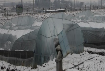 養(yǎng)殖遇到雪災如何處理，可保留受災證據(jù)、上報政府應急部門