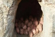 如何地窖貯藏地瓜，入窖前需重新挖窖