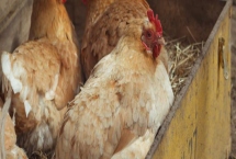 母雞抱窩喂食頻率，每天喂食一次飼料和水即可