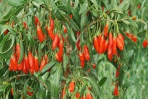 枸杞在哪里有產(chǎn)，我國寧夏是全國范圍內(nèi)最大的產(chǎn)地