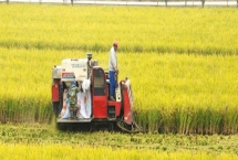 農(nóng)業(yè)部門(mén)有哪些，分為種植業(yè)、林業(yè)、漁業(yè)、畜牧業(yè)、副業(yè)