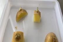 土豆能不能種在水里，可以在水中種植