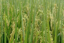 創(chuàng)兩優(yōu)965水稻品種的特性，每畝秧田播種量10千克