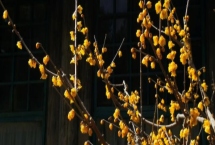 臘梅的花語(yǔ)，并非梅類