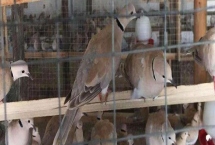 為什么斑鳩要剪翅膀，是為了使斑鳩生長的更快