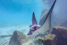 魟魚(yú)是什么魚(yú)，是底棲性魚(yú)類(lèi)