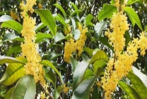 桂花的花語(yǔ)，寓意清新脫俗、學(xué)業(yè)有成等