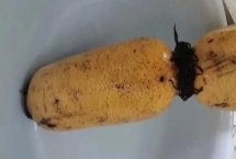 粉藕和脆藕有什么區(qū)別，粉藕顏色偏黃、脆藕顏色偏白