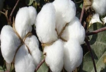 特璞棉118棉花種子產(chǎn)量表現(xiàn)，草害防治機(jī)械中耕除草2—3次