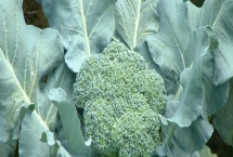 椰菜花的適宜種植時(shí)間，定植過早不利于發(fā)育