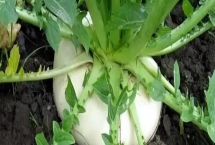 盤菜冬天可以種植嗎，可以種但需要保證溫度